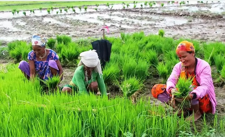 १२ चैतमा मनाइन्छ जुम्लामा राष्ट्रिय धान दिवस